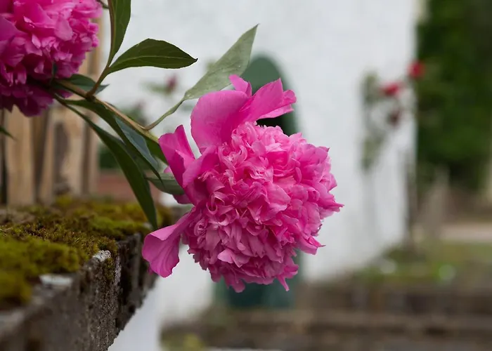 Zum-goldenen-schaf * بلانكينهييم